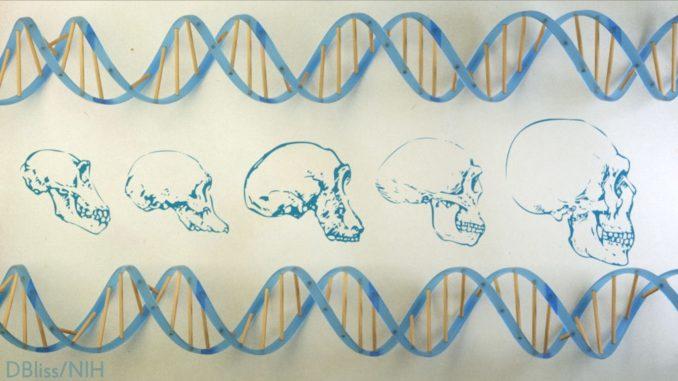 New Technology Opens Evolutionary Window into Brain Development